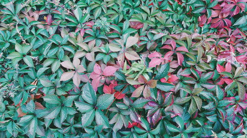 High angle view of pink flowering plants