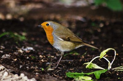 Close-up of bird perching outdoors