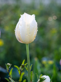 Close-up of wet flower on plant