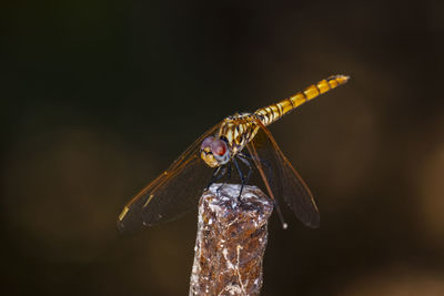 Close-up of dragonfly