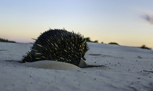 Close-up of plant against blurred background