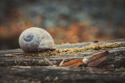 Close-up of snail on land