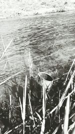 Plants in water