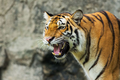 Close-up of a cat