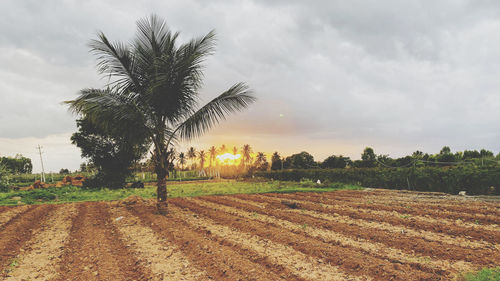 Scenic view of palm trees on field against sky