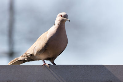 Mourning dove perching on retaining wall