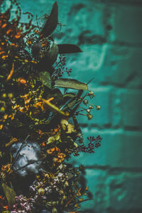 Close-up of plant against wall