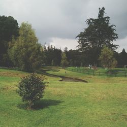 Trees on grassy field in park against sky