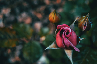 Close-up of wilted rose