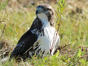 Close-up of a bird on field