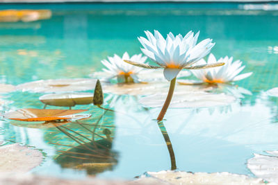 Close-up of white flower floating on water