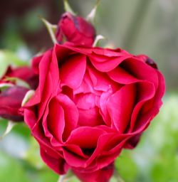 Close-up of pink rose