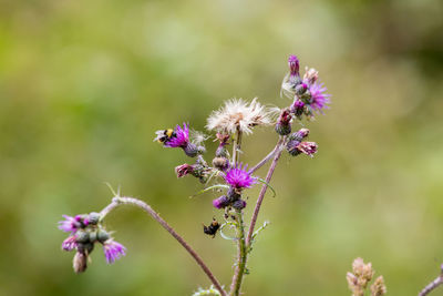 Close-up of purple flowers blooming outdoors