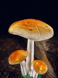Close-up of mushroom growing against black background