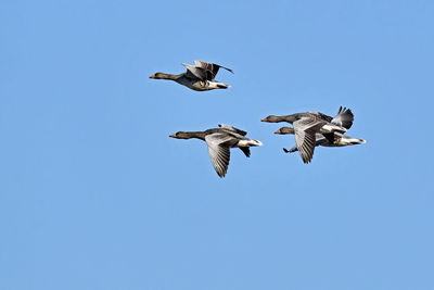 Low angle view of seagull flying