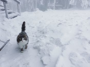 Cat on snowy field during winter