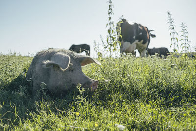 Cows in a field