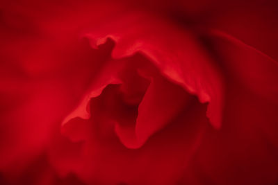 Full frame shot of red flower