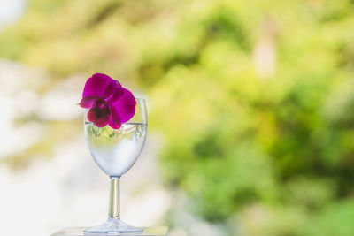 Close-up of pink flower in glass