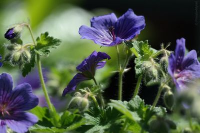 Close-up of purple flowers