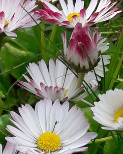 Close-up of white flowers blooming outdoors