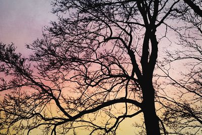 Low angle view of bare trees against sky