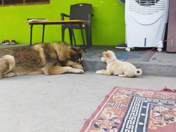 View of a dog sleeping