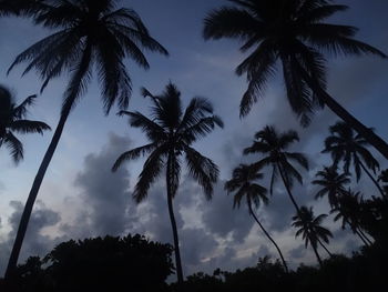 Low angle view of silhouette palm trees against sky