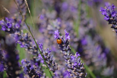 Lady bug pollinating on purple flower