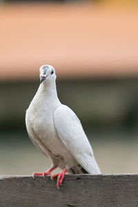 Close-up of bird perching on retaining wall
