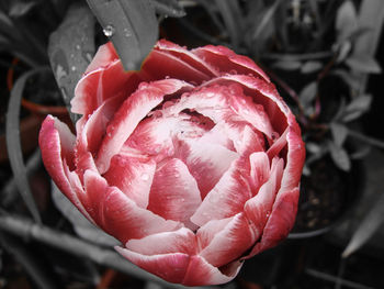 Close-up of red flowers