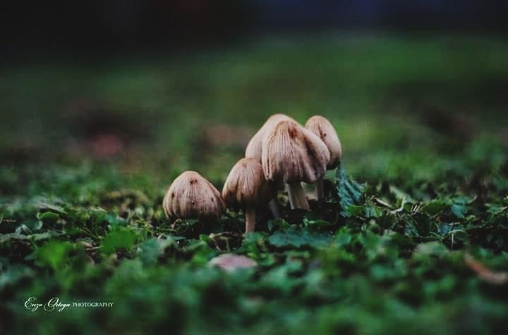 plant, selective focus, nature, land, no people, food, mushroom, mammal, grass, field, day, animal, vegetable, fungus, green color, growth, animal themes, outdoors, forest, food and drink, surface level