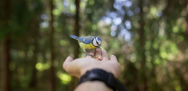 Close-up of cropped hand feeding bird