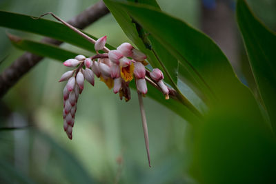 Close-up of fresh flowers on branch