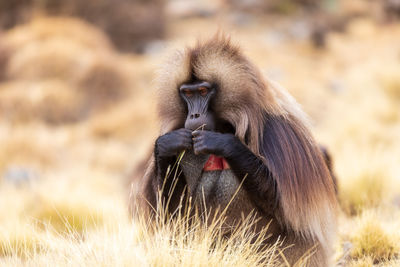 Monkeys sitting on field