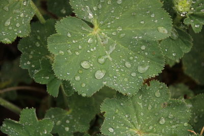 Close-up of wet plant leaves during rainy season