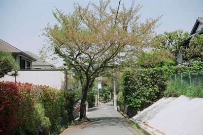 Narrow pathway along trees