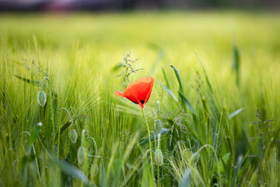 Close-up of red poppy on field