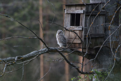 Brave young ural owl -strix uralensis- sitting on a birch tree branch outside nest box 