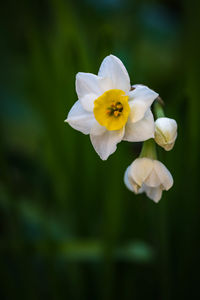 Close-up of white flowering plant