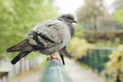 Close-up of bird perching on wall