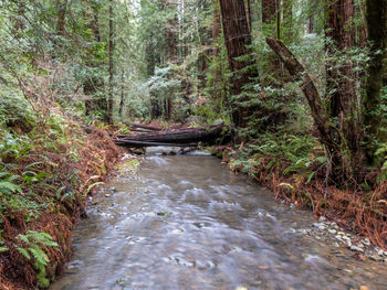 Stream flowing amidst trees in forest