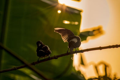 Low angle view of birds perching on branch