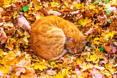 Young man lying on dry leaves