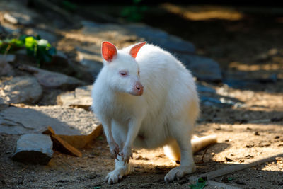 White cat looking away on field