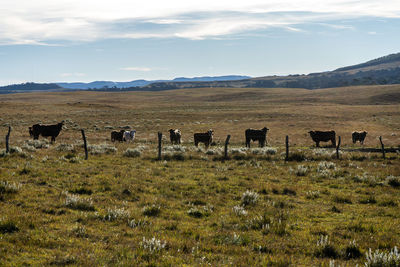 View of cattle on field