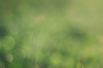 Defocused image of plants