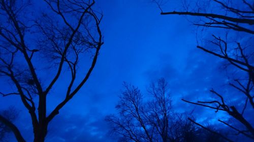 Low angle view of bare trees against blue sky