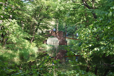 Trees in forest