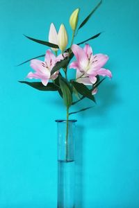 Lily in a vase before blue background